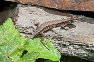 Lacertidae: Common Wall Lizard