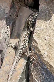 Lacertidae: Common Wall Lizard