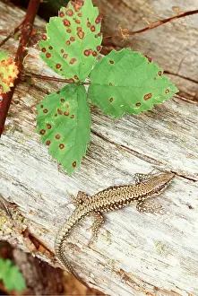Lizards: COMMON WALL LIZARD