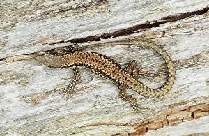 Lizards: COMMON WALL LIZARD