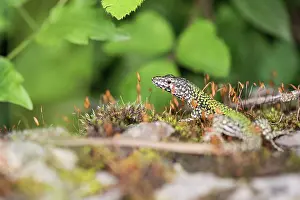 Podarcis: Common Wall Lizard in habitat