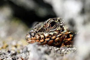 Lacertad: Common wall lizard (Podarcis muralis), during mating