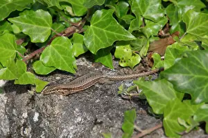 Meurthe: Common wall lizard (Podarcis muralis), Sitting on