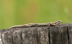 Blooded: Common Wall lizard, Podarcis muralis, in the western