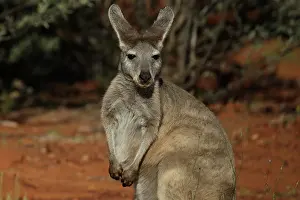 Wallaroo: Common Wallaroo