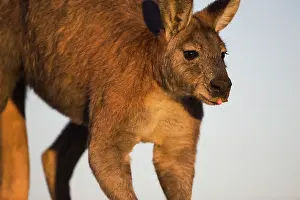Robustus: Common Wallaroo