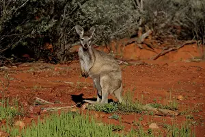 Wallaroo: Common Wallaroo