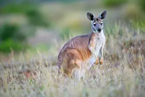 Wallaroo: Common Wallaroo - adult in grassland standing