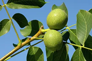 Walnuts: Common walnut / English walnut