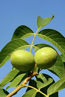 Walnuts: Common walnut / English walnut