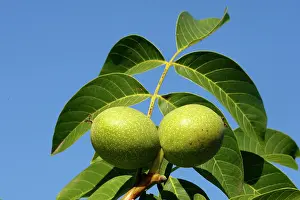 Walnuts: Common walnut / English walnut