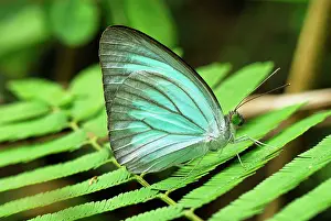 Wanderers: Common Wanderer Butterfly