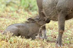 Krger: Common Warthog