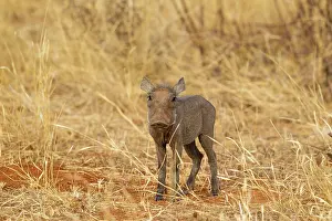 Infant: Common Warthog