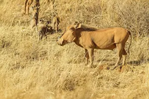 Warthog: Common Warthog