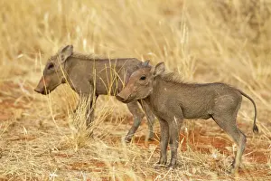 Infant: Common Warthog