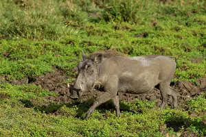 Warthog: Common Warthog