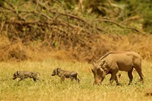 Infant: Common Warthog