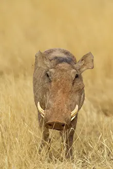 Warthog: Common Warthog