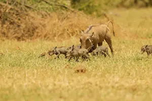 Infant: Common Warthog