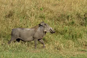 Warthog: Common Warthog