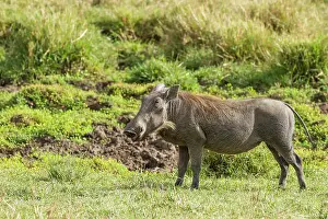 Warthog: Common Warthog