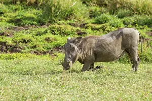 Warthog: Common Warthog