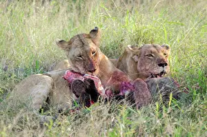 Lodge: Common Warthog
