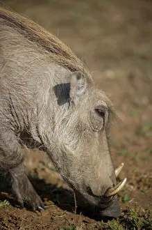 Warthog: Common Warthog - grazing - Hluhluwe Imfolozi Park