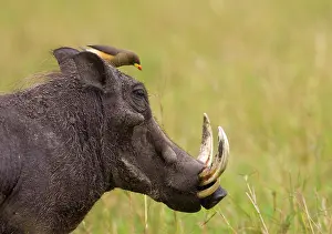 Phacochoerus: Common Warthog (Phacochoerus africanus)