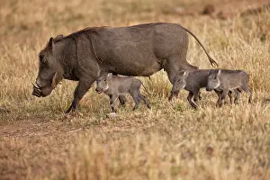 Phacochoerus: Common Warthog (Phacochoerus africanus)