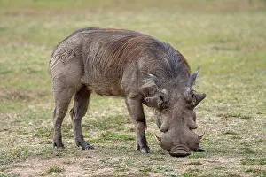 Warthogs: Common warthog (Phacochoerus africanus), male, boar