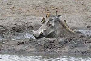 Taking: Common warthog (Phacochoerus africanus), adult taking