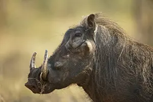 Warthog: Common Warthog (Phacochoerus africanus), male