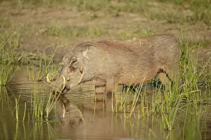 Warthog: Common Warthog (Phacochoerus africanus) standin