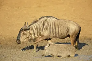 Warthog: Common Warthog (Phacochoerus africanus) standin