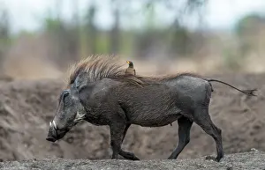 Malilangwe: Common Warthog walking with Red-billed Oxpecker