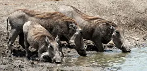 Malilangwe: Common Warthogs drinking from water hole