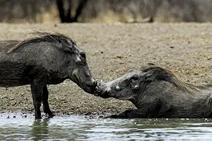 Malilangwe: Common Warthogs grooming