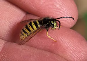 Vespa: Common Wasp
