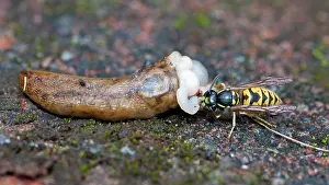Slugs: Common Wasp