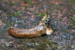 Slugs: Common Wasp