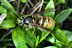 Helder: Common Wasp