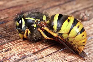 Queen: Common Wasp