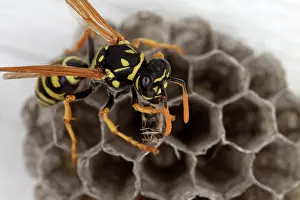 Paper: Common Wasp