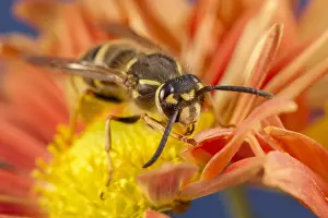 Chrysanthemum: Common Wasp on Chrysanthemum flower - Norfolk UK