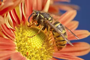 Chrysanthemum: Common Wasp on Chrysanthemum flower - Norfolk UK