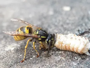 Larva: Common wasp - dissecting wax moth larva - UK