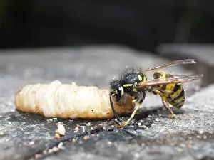 Larva: Common wasp - dissecting wax moth larva - UK