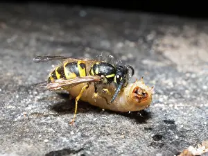 Larva: Common wasp - dissecting wax moth larva - UK